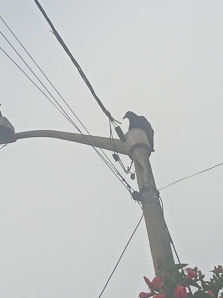 Black Vulture - ML638646356