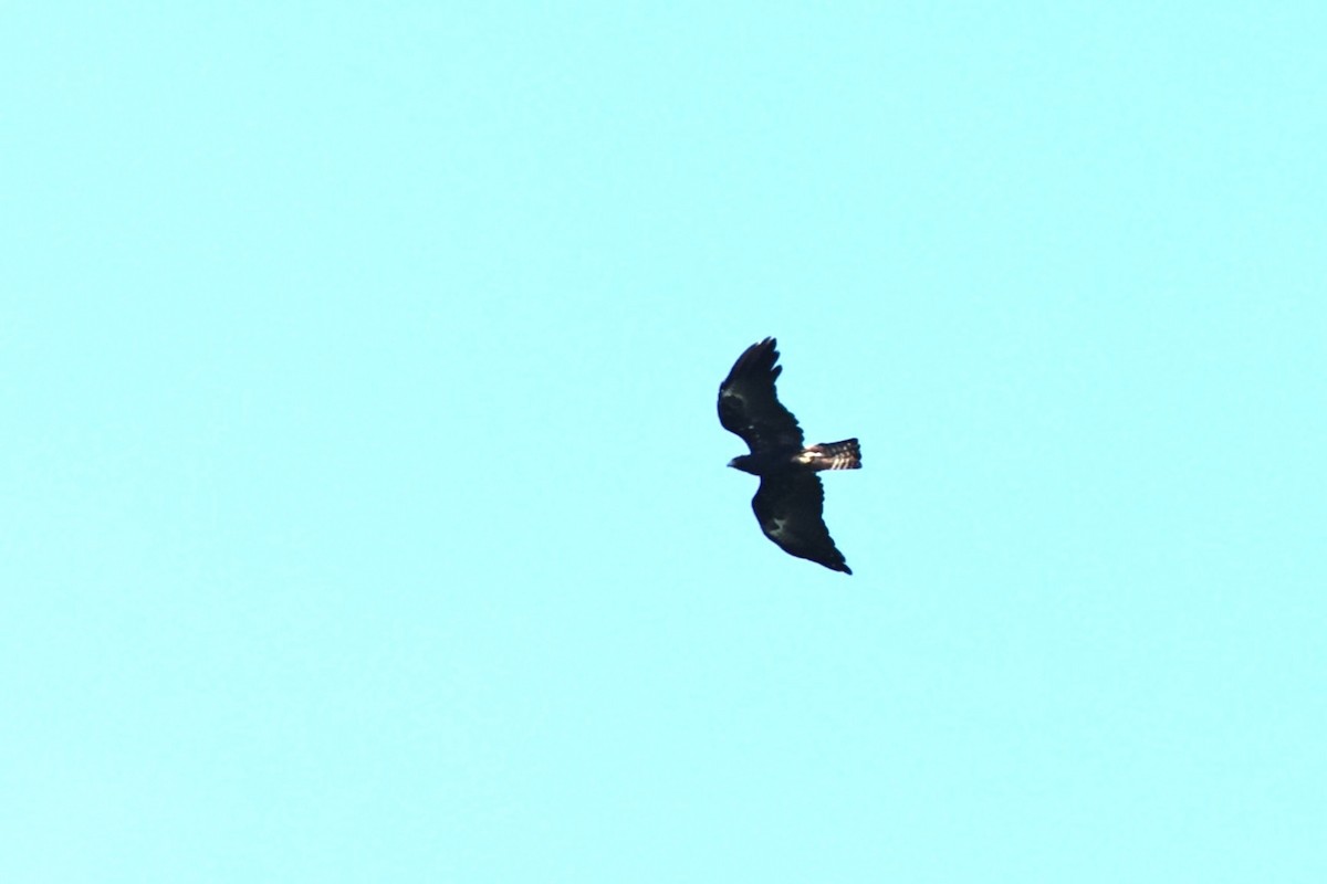 Black Eagle - ML638646365