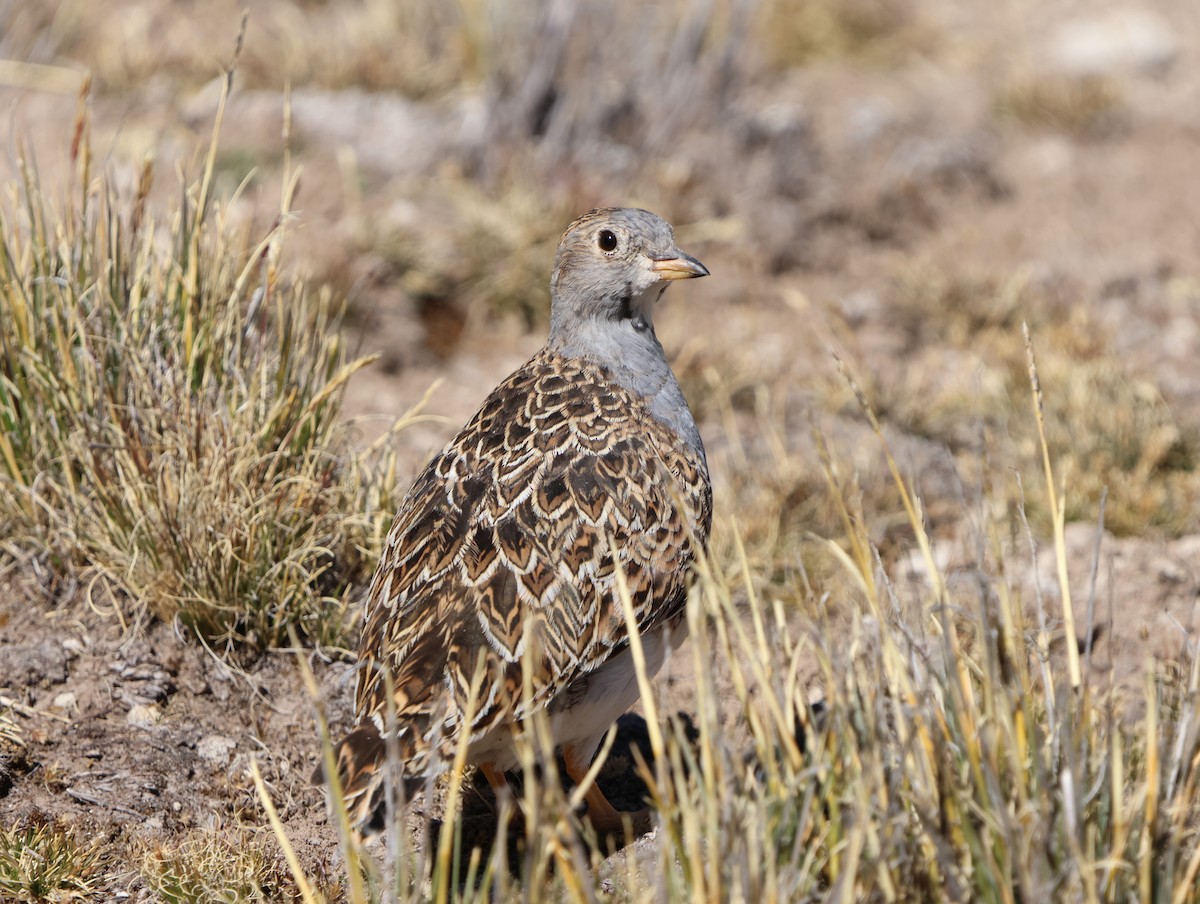 Gray-breasted Seedsnipe - ML638646369