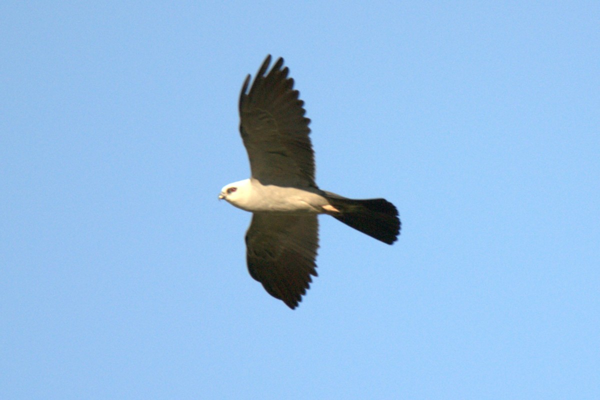 Mississippi Kite - ML638646373