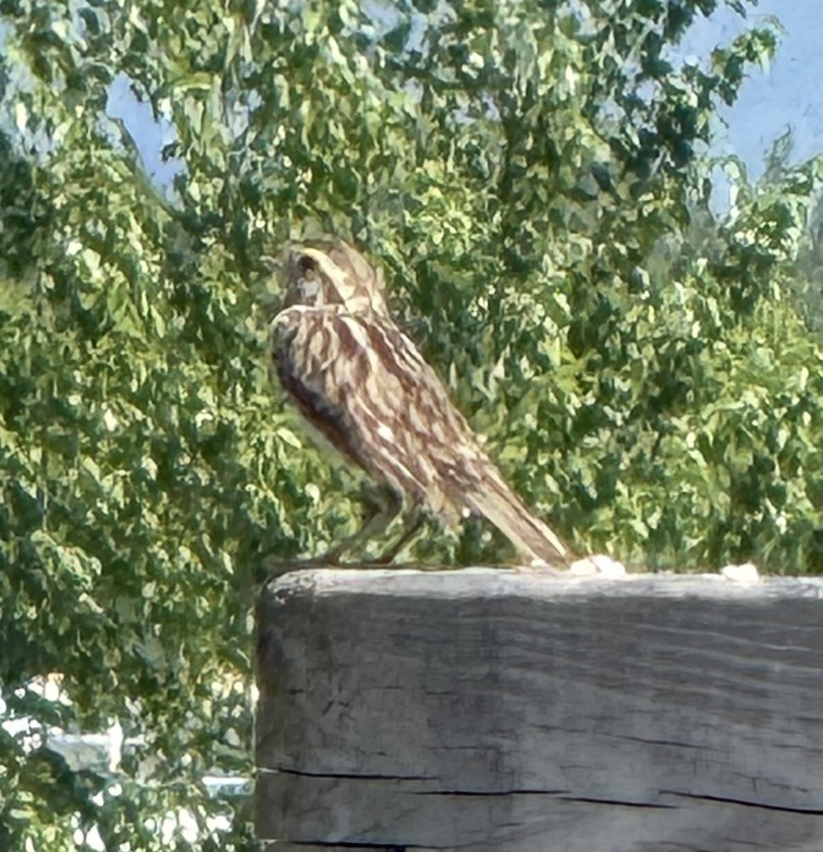 Savannah Sparrow - ML638646383