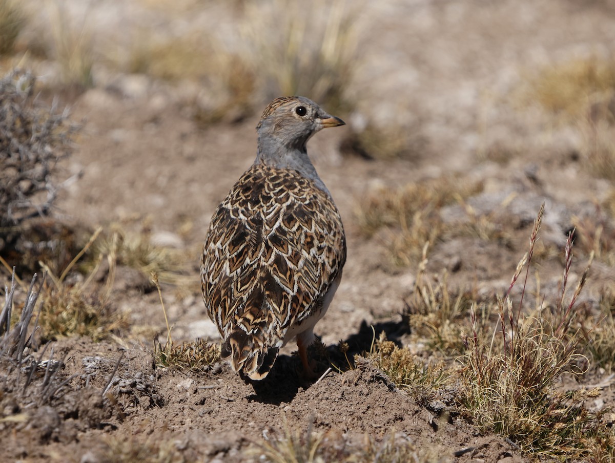Gray-breasted Seedsnipe - ML638646385