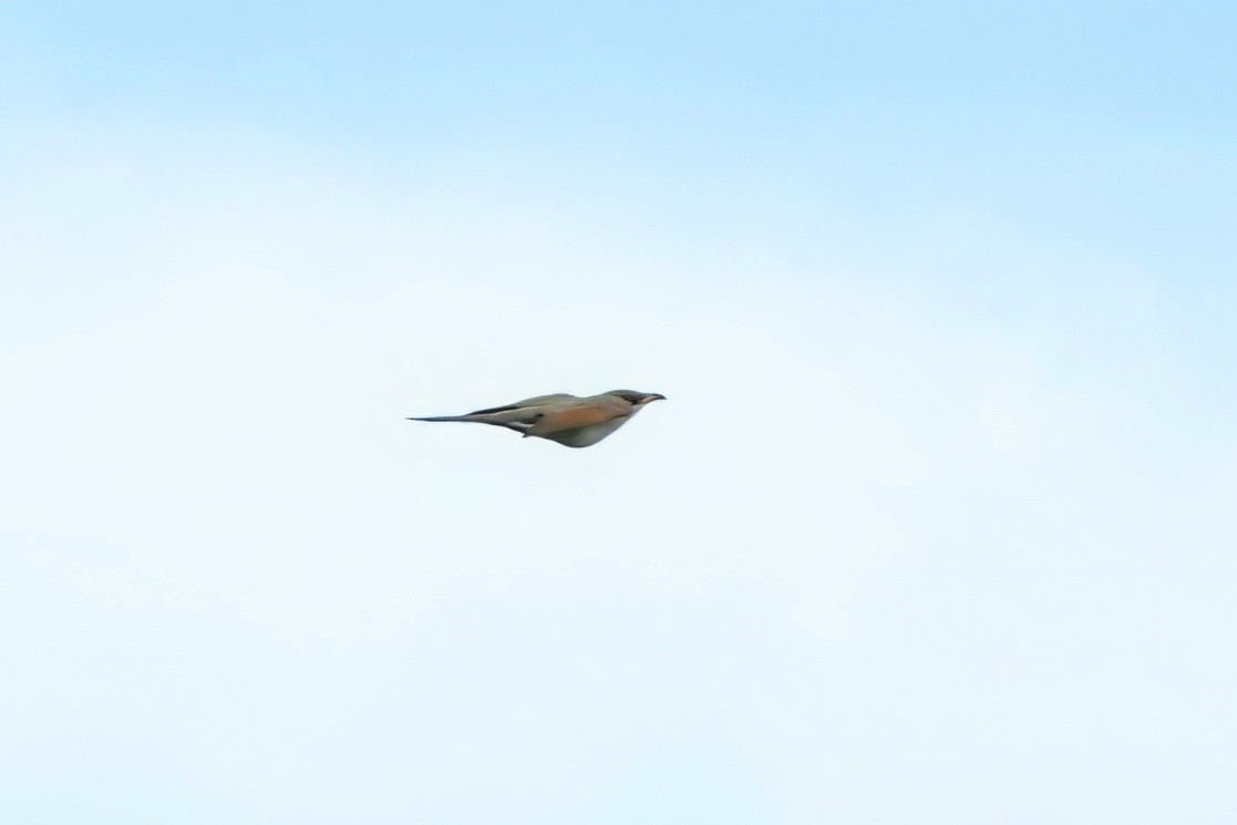 Yellow-billed Cuckoo - ML638646391