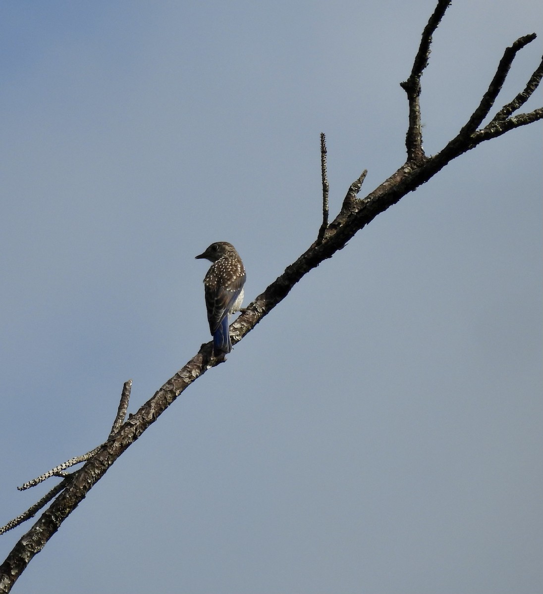 Eastern Bluebird - ML638646396