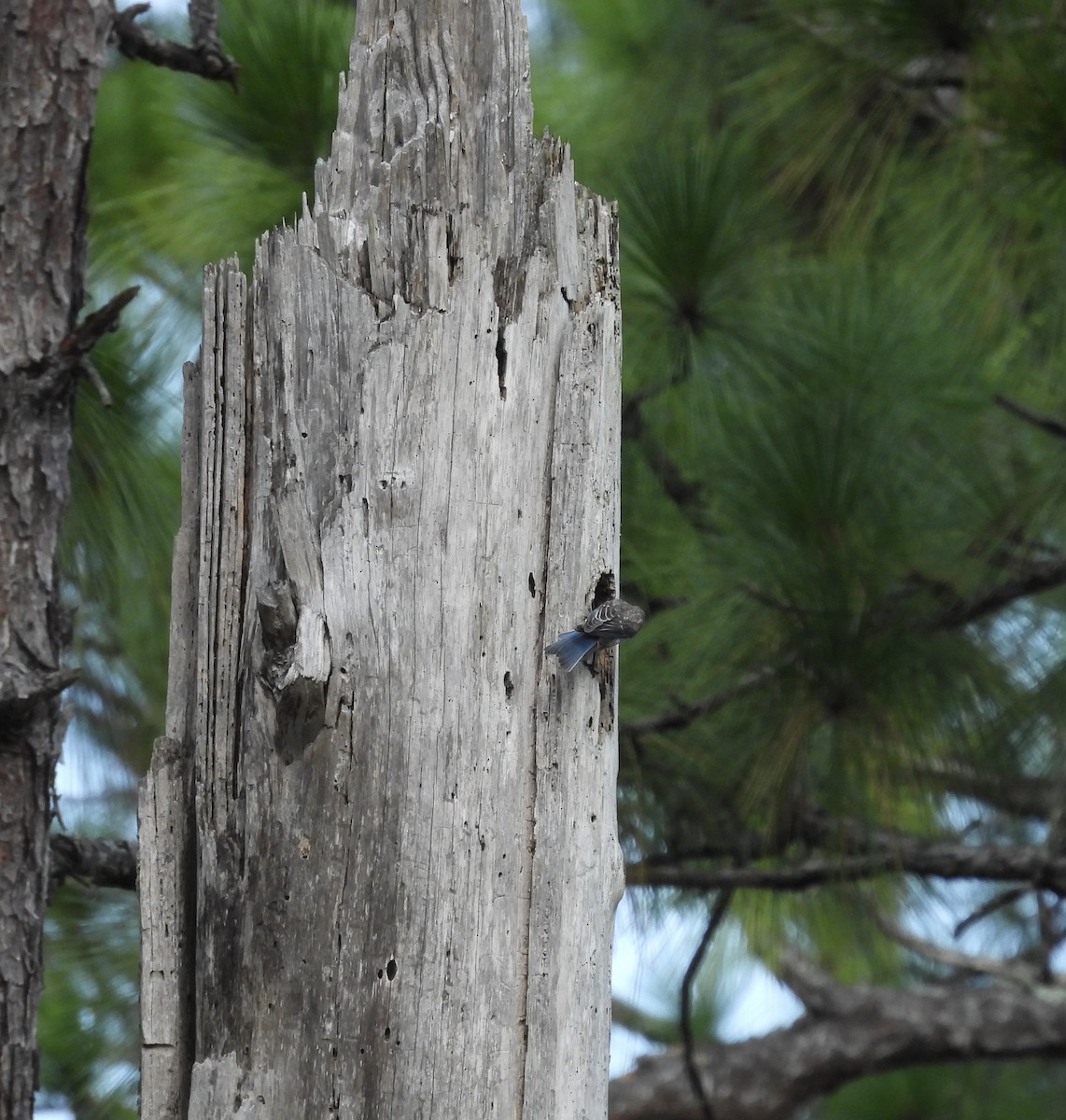 Eastern Bluebird - ML638646397