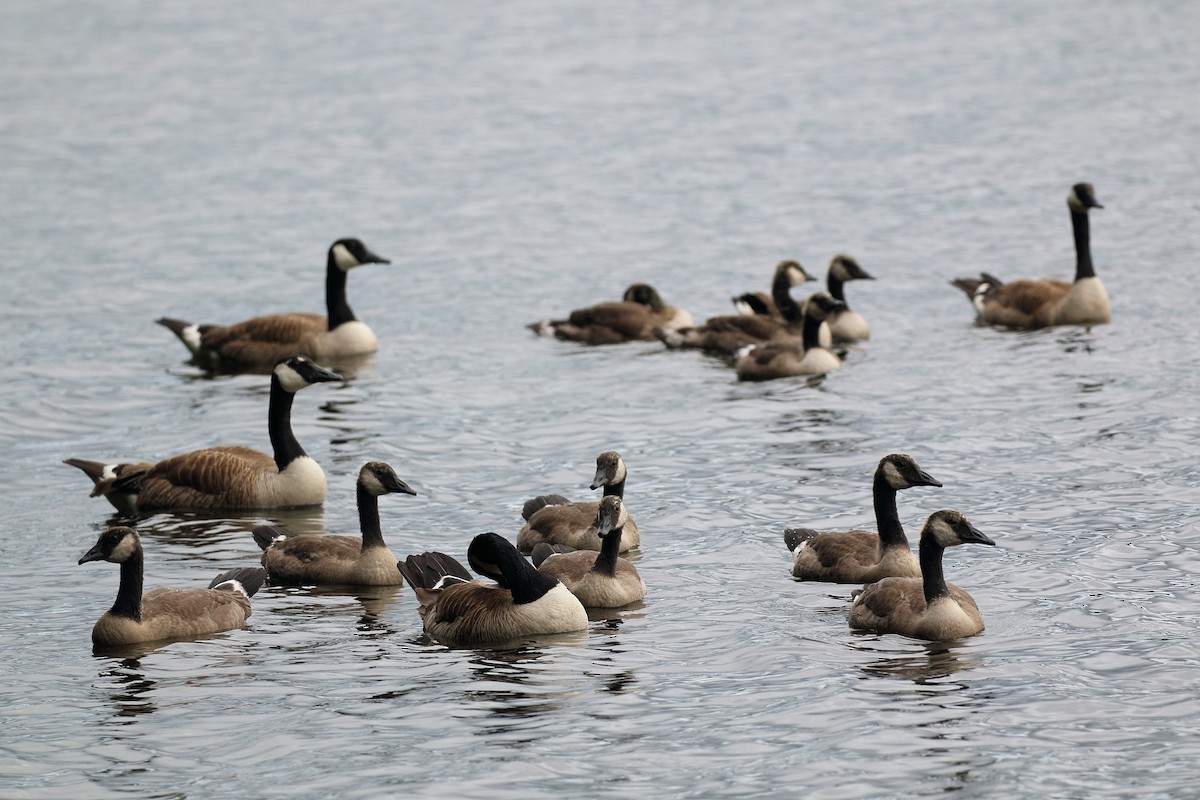 Canada Goose - ML638646399