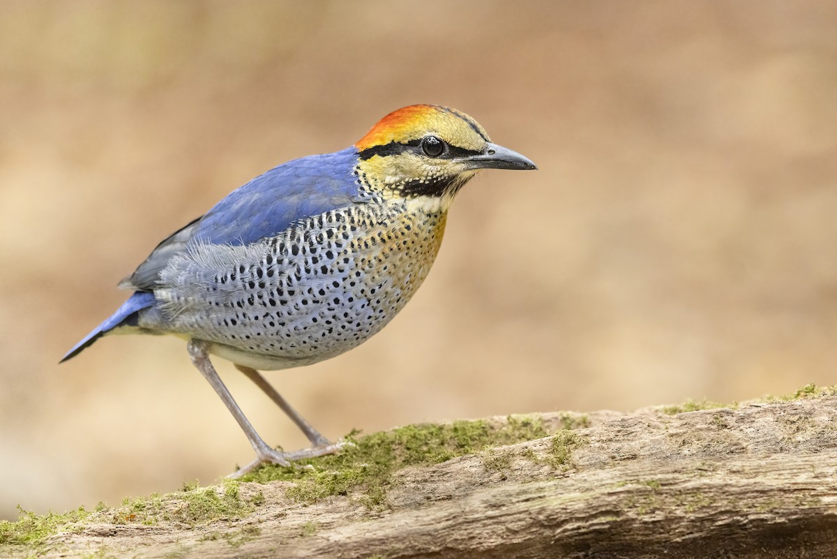 Blue Pitta - ML638646409