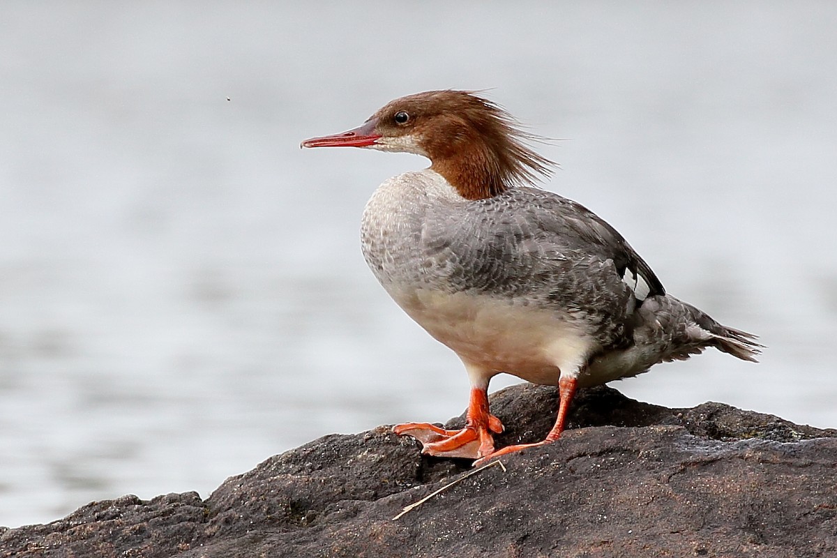 Common Merganser - ML638646410