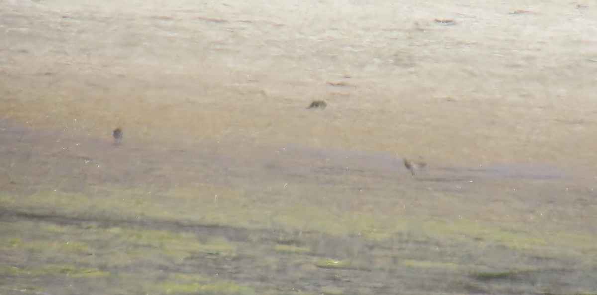 tanımsız küçük kumkuşu (Calidris sp.) - ML638646416