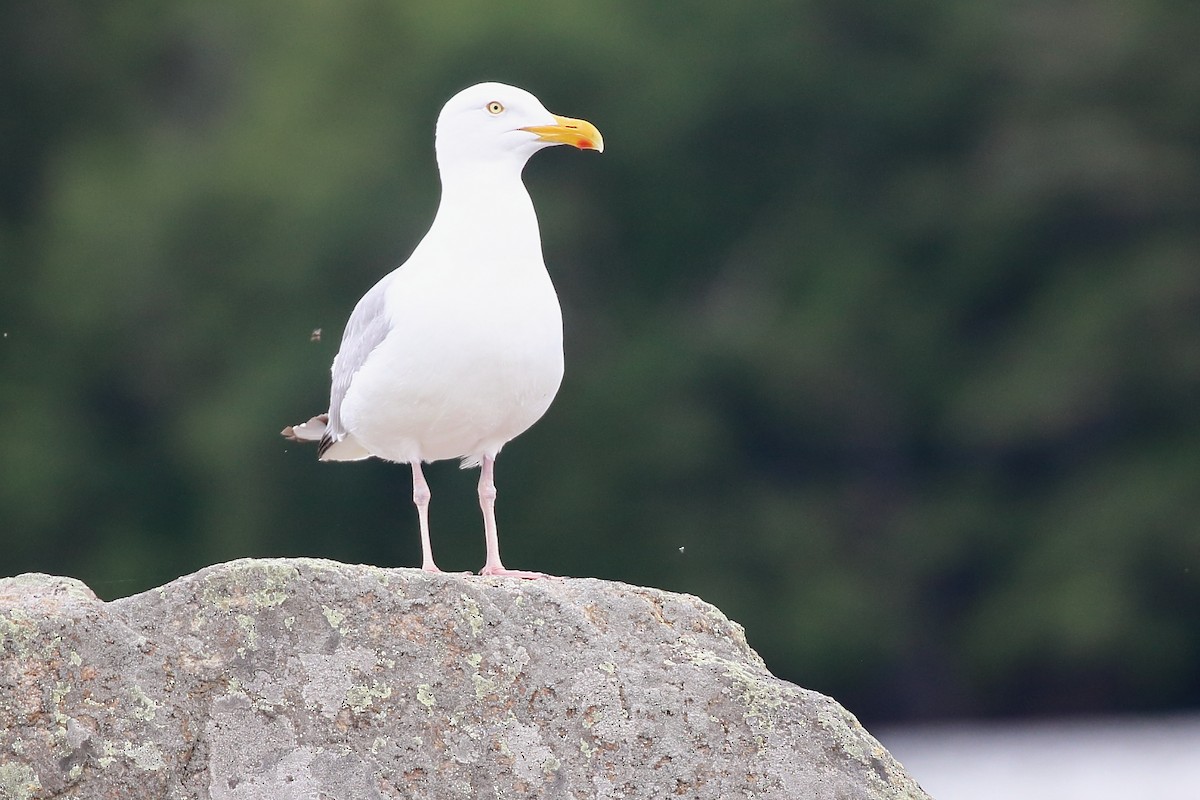 American Herring Gull - ML638646417