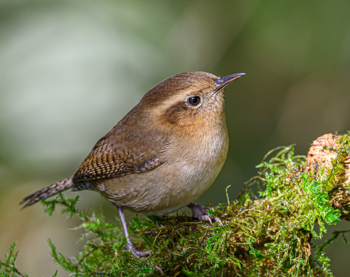 Mountain Wren - ML638646423