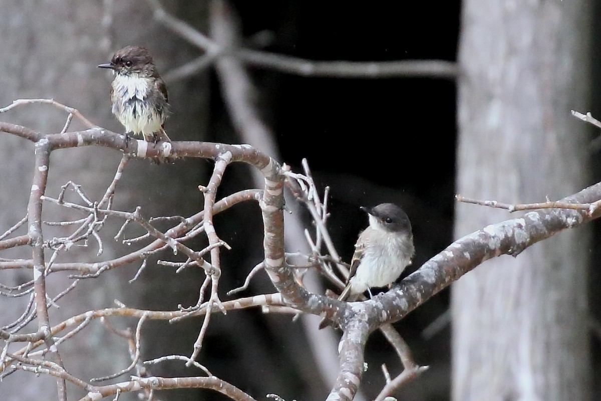 Eastern Phoebe - ML638646426