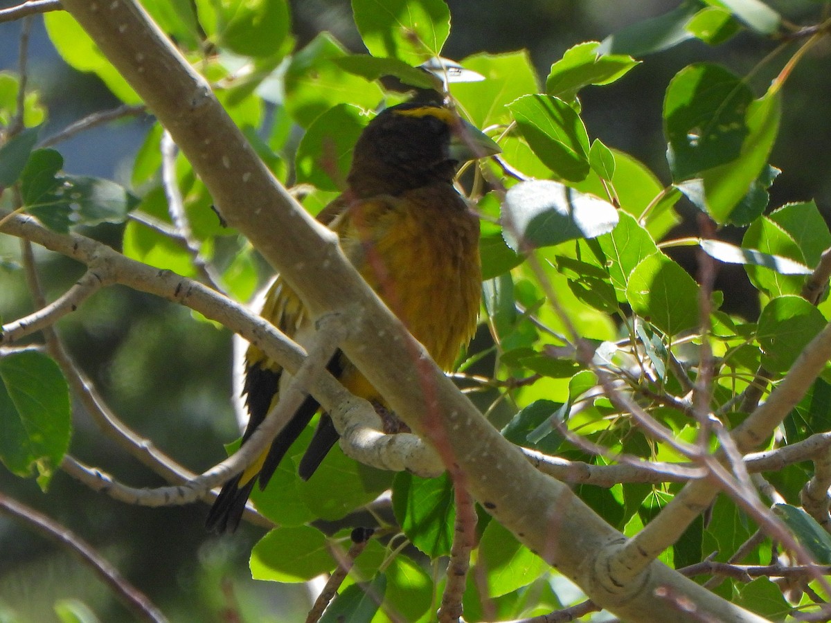 Evening Grosbeak - ML638646433
