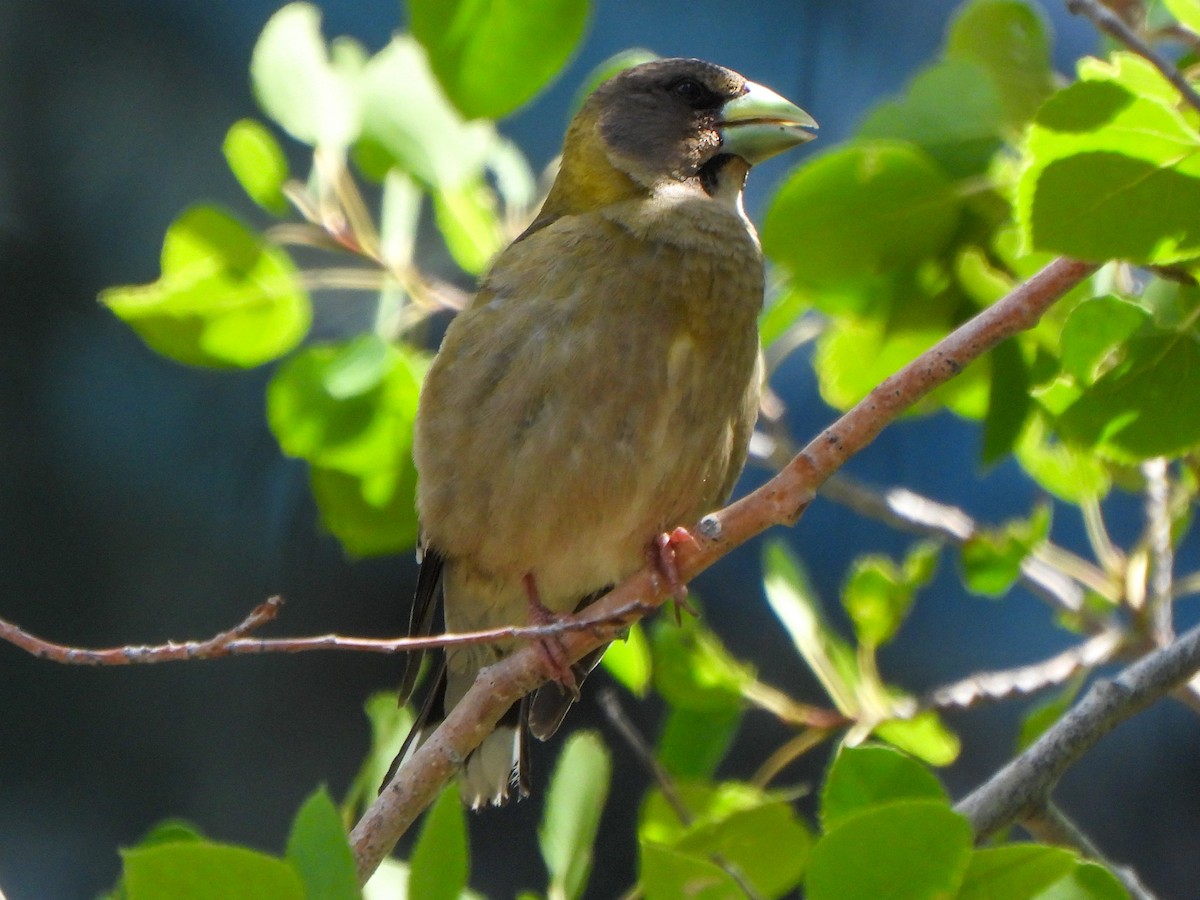 Evening Grosbeak - ML638646435