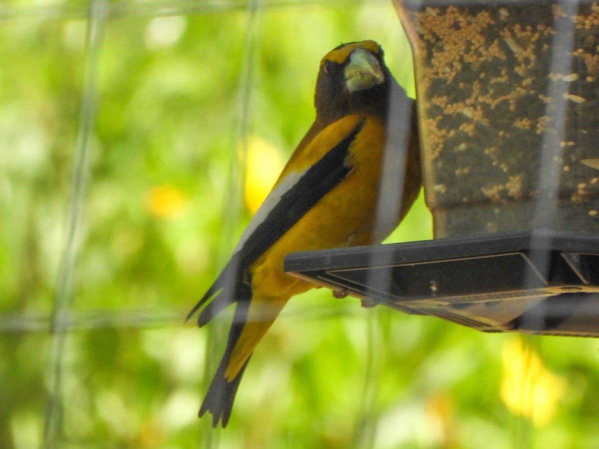 Evening Grosbeak - ML638646440