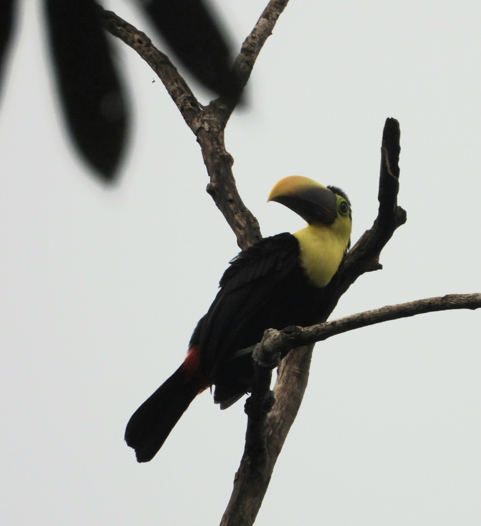 Toucan tocard - ML638646451