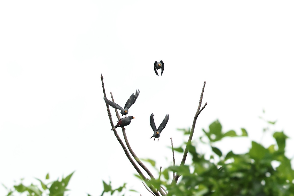 Finch-billed Myna - ML638646457