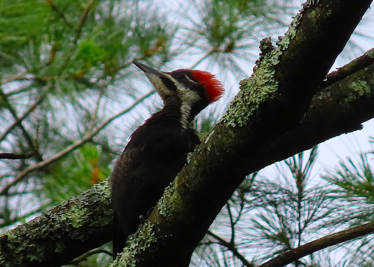 Pileated Woodpecker - ML638646461