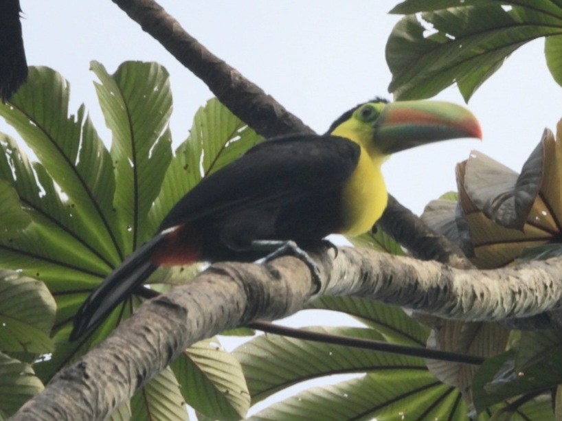 Toucan à carène - ML638646463