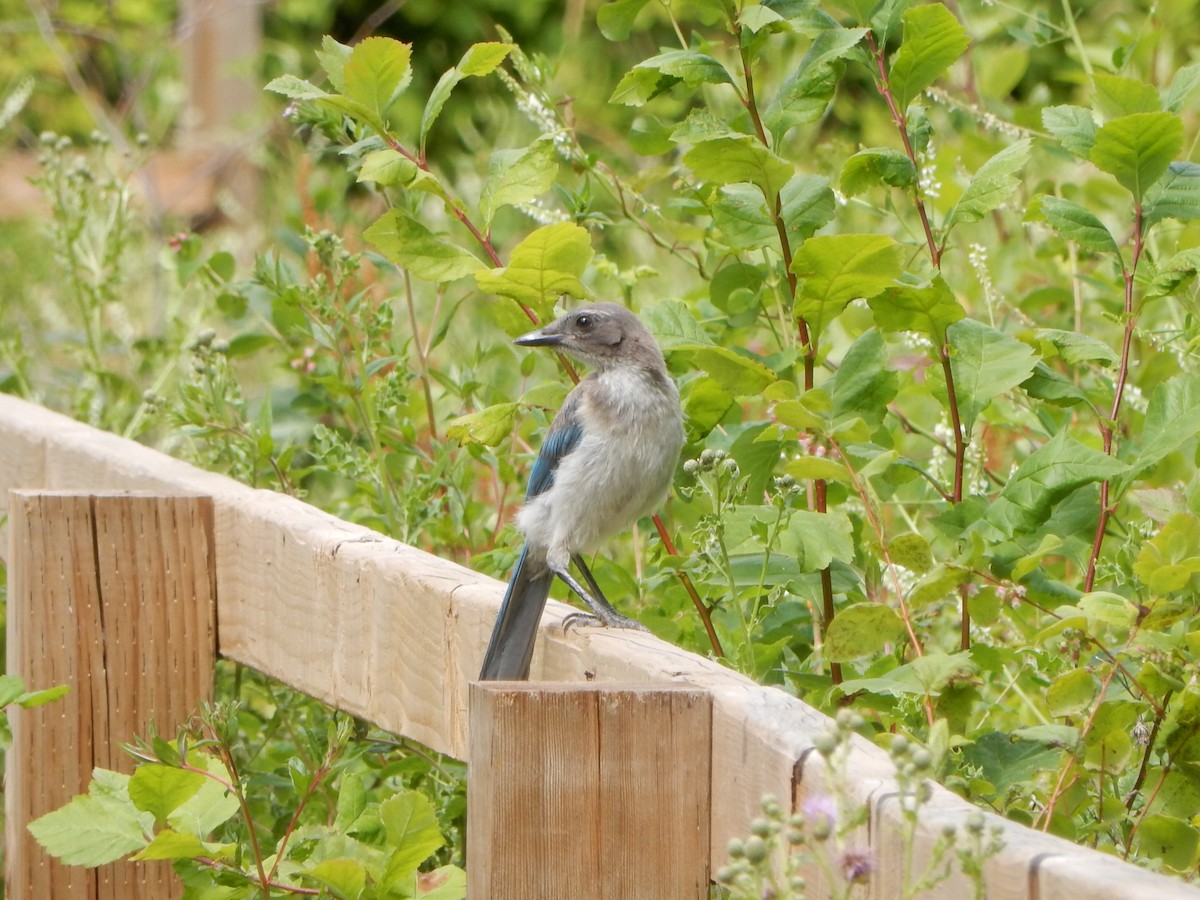 California Scrub-Jay - ML638646482