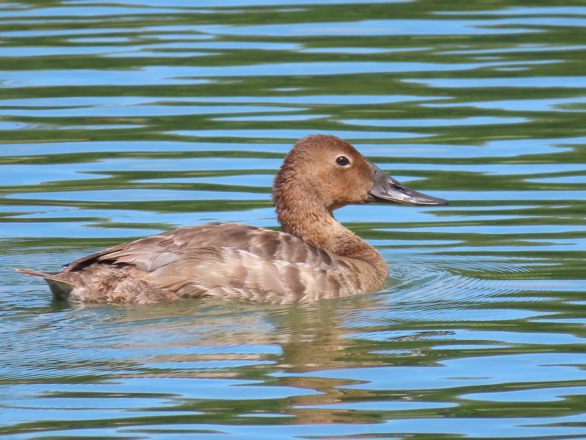 Canvasback - ML638646492