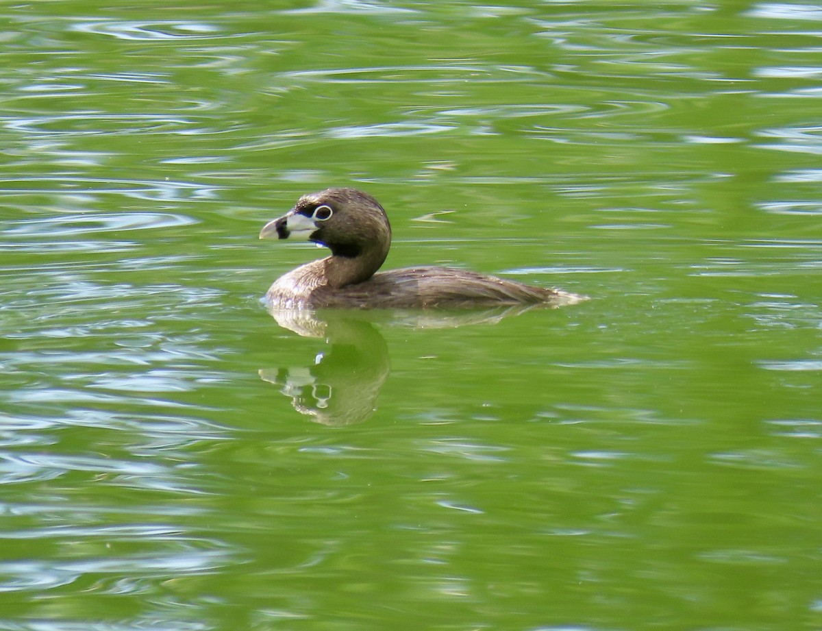 Pied-billed Grebe - ML638646522
