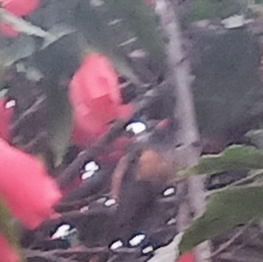 Amazilia Hummingbird - ML638646551
