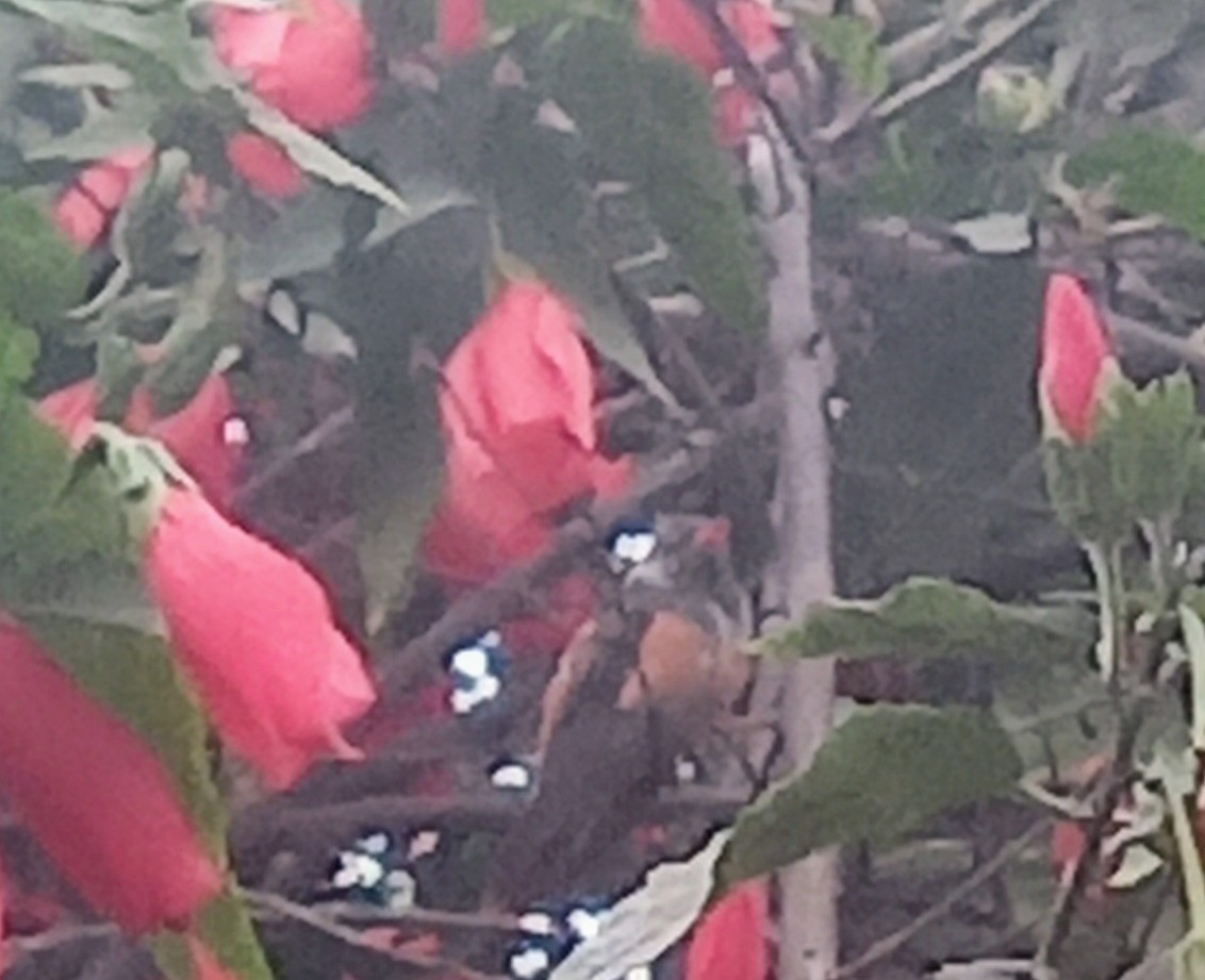 Amazilia Hummingbird - ML638646552