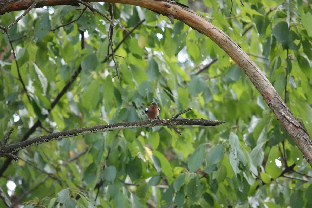 Common Chaffinch - ML638646561