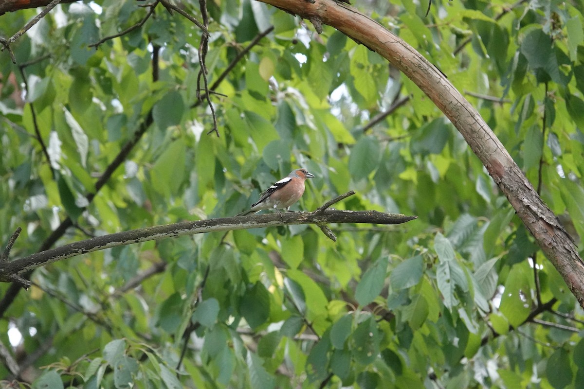 Common Chaffinch - ML638646563