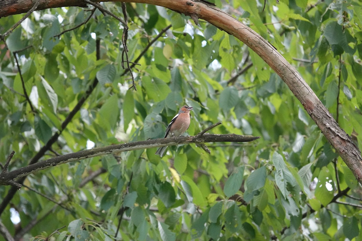 Common Chaffinch - ML638646571