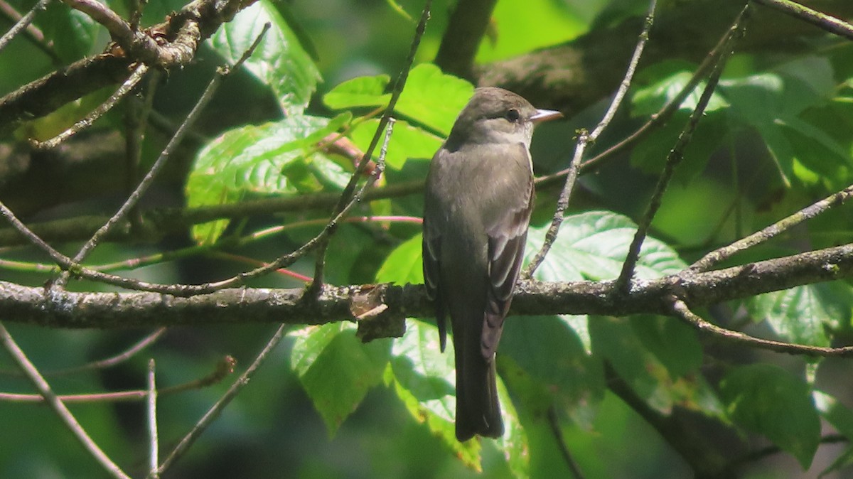 Eastern Wood-Pewee - ML638646586