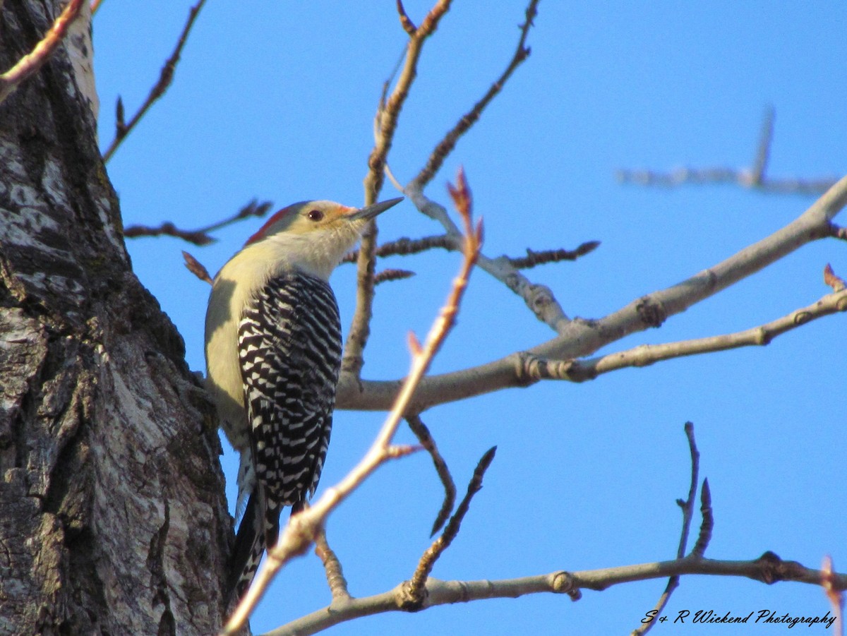 Red-bellied Woodpecker - ML638646588