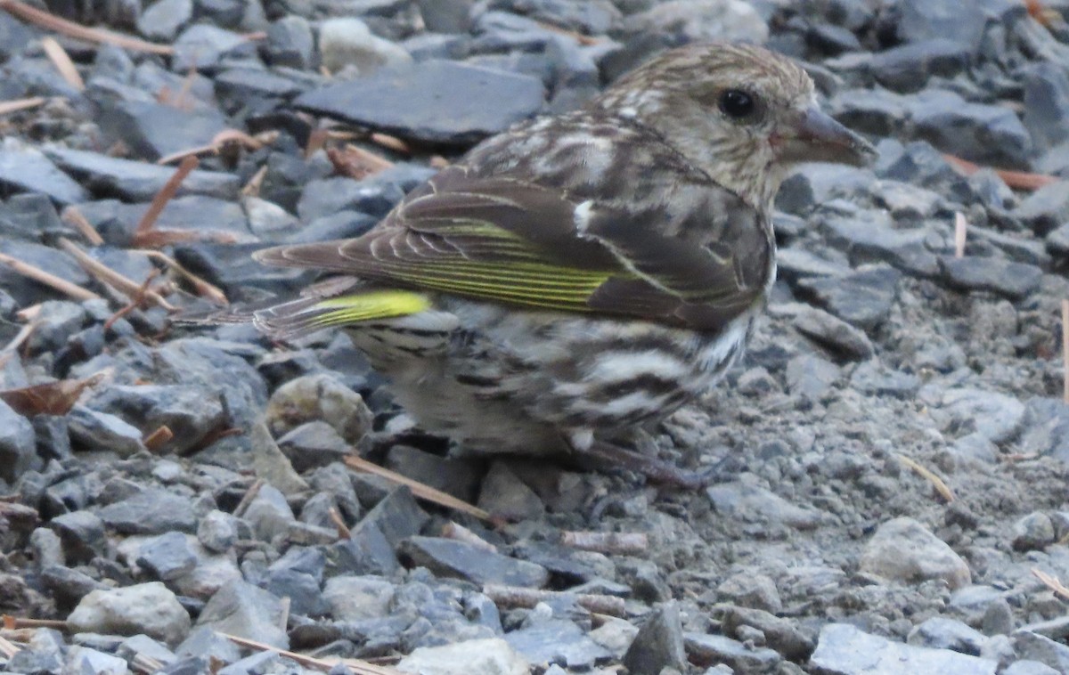 Pine Siskin - ML638646621