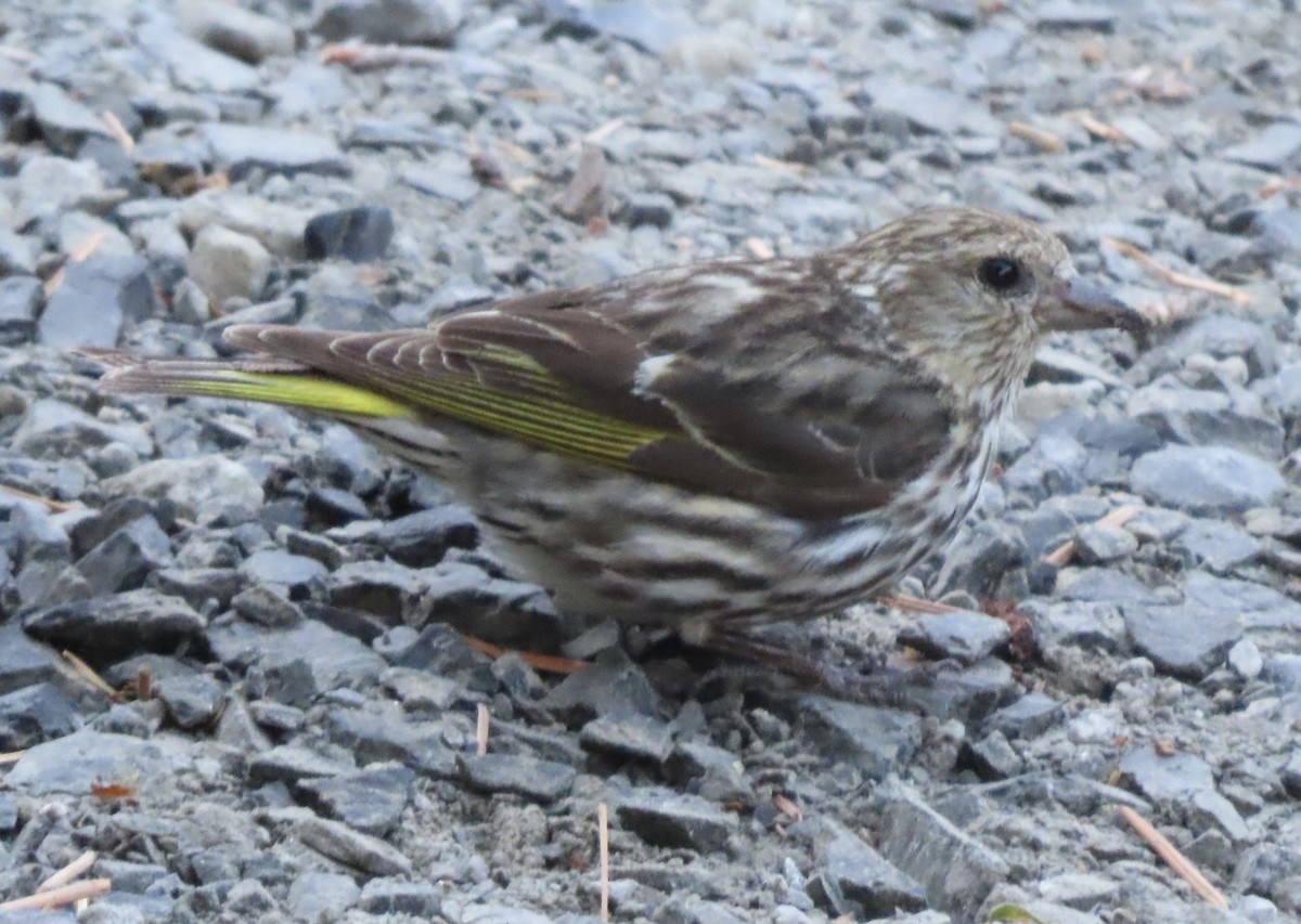Pine Siskin - ML638646622