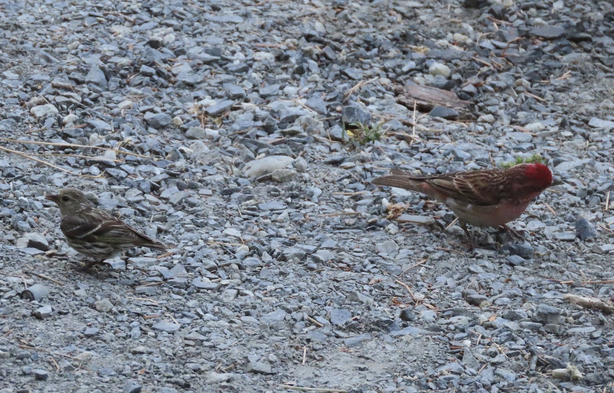 Pine Siskin - ML638646623