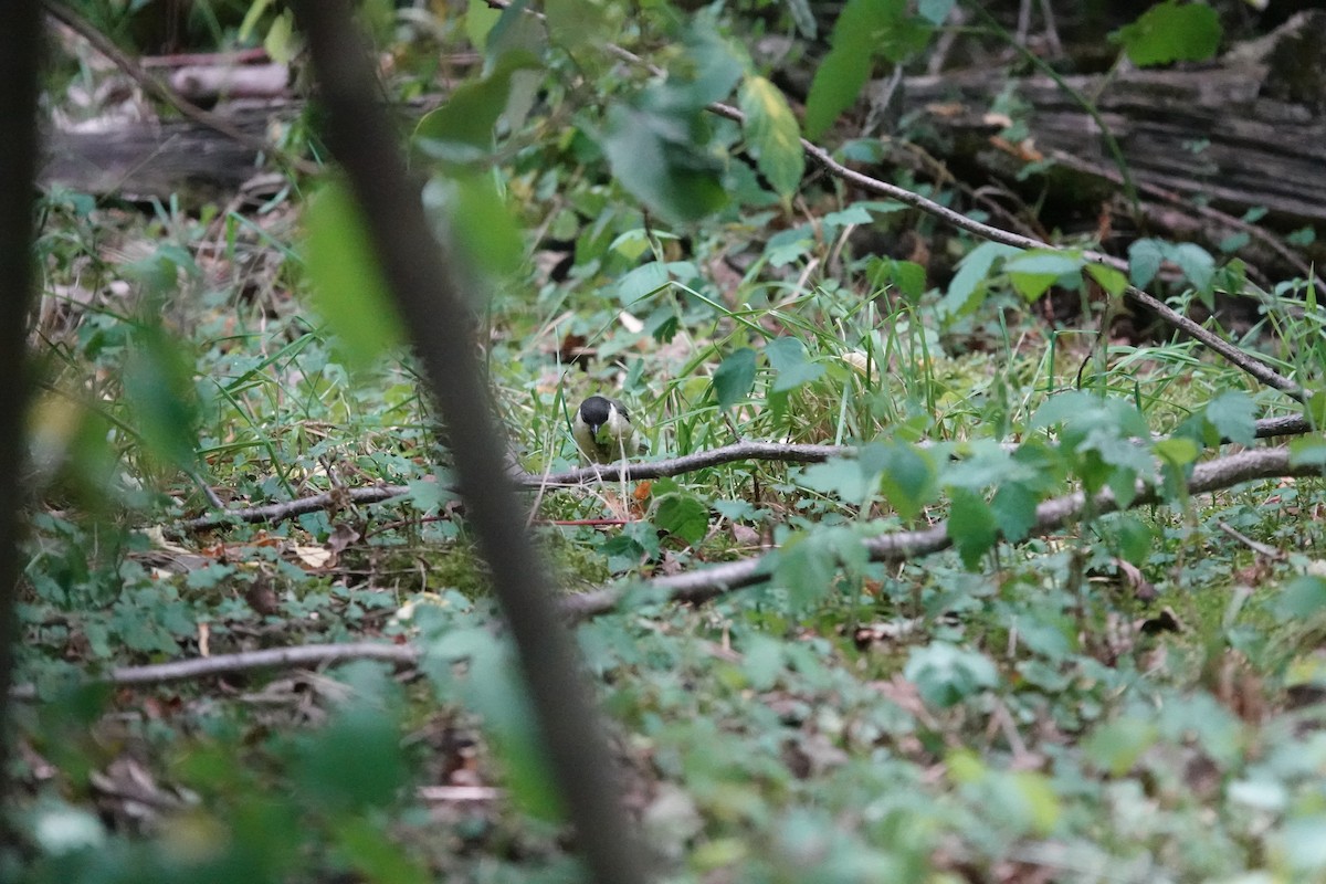 Great Tit - ML638646631