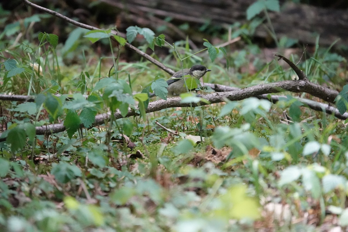 Great Tit - ML638646648