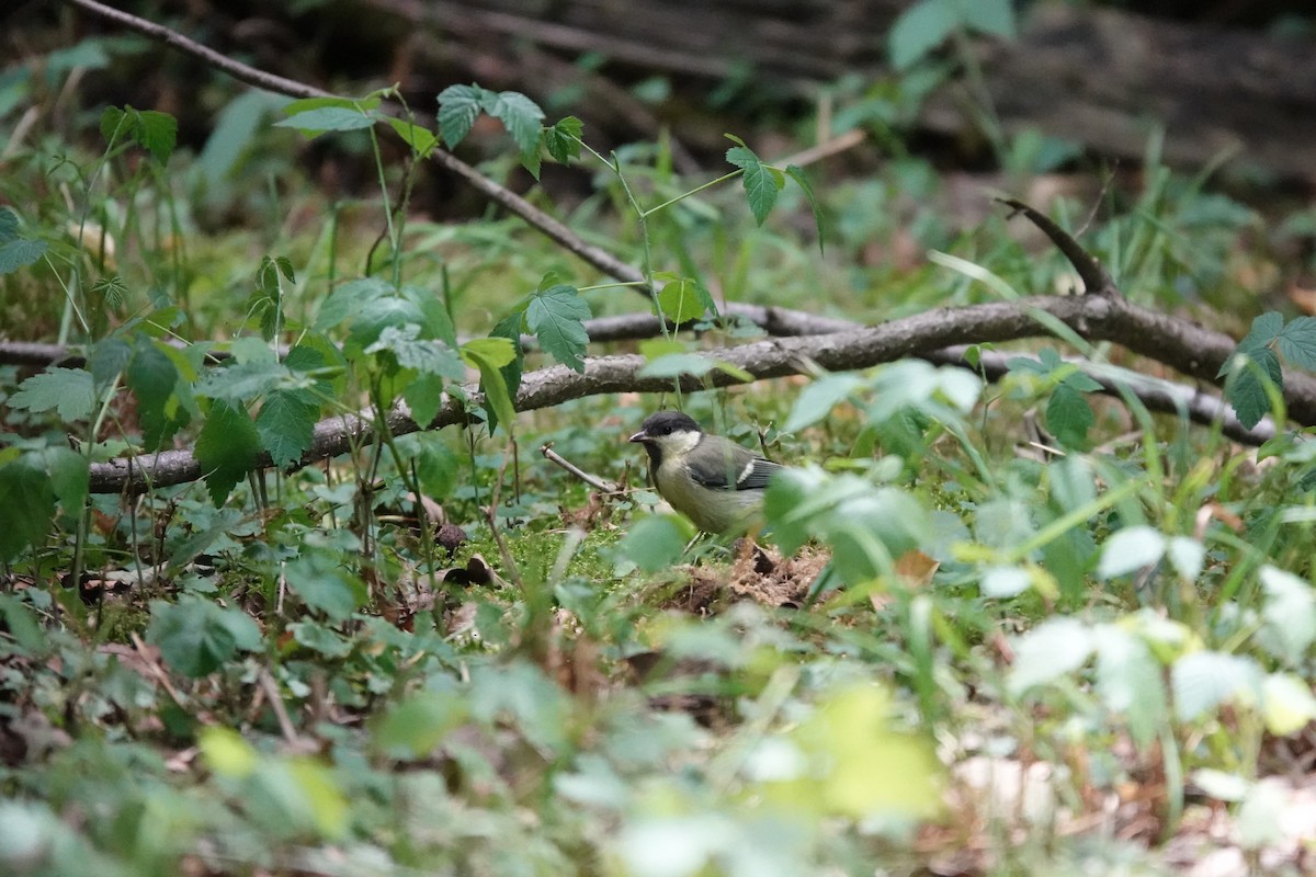 Great Tit - ML638646651