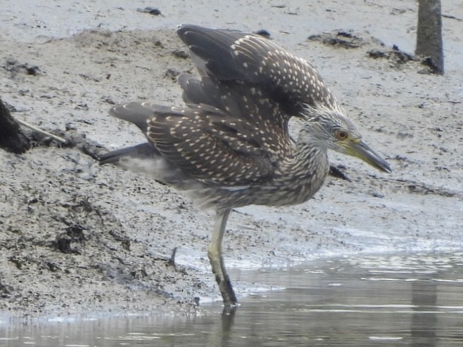 Yellow-crowned Night Heron - ML638646682