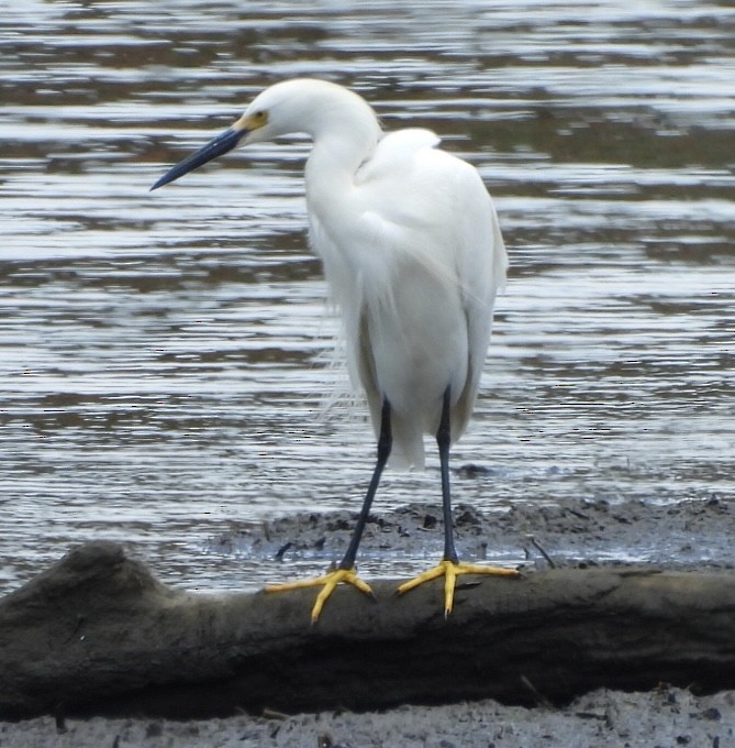 Snowy Egret - ML638646691