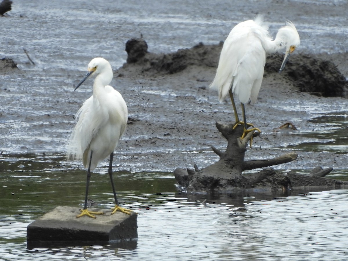 Snowy Egret - ML638646692