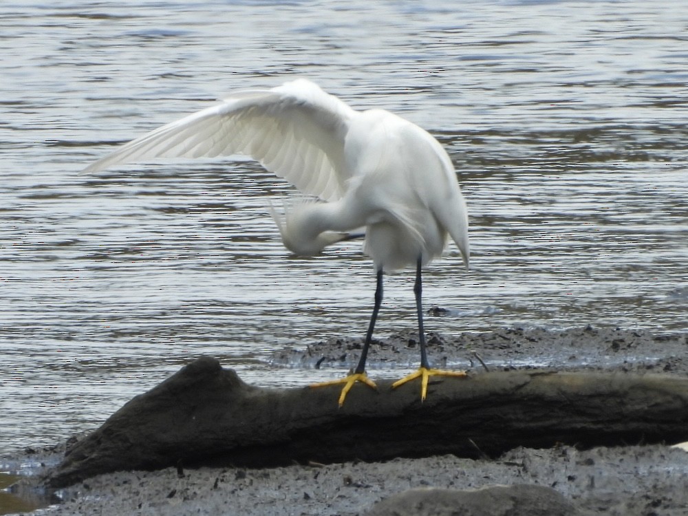 Snowy Egret - ML638646693