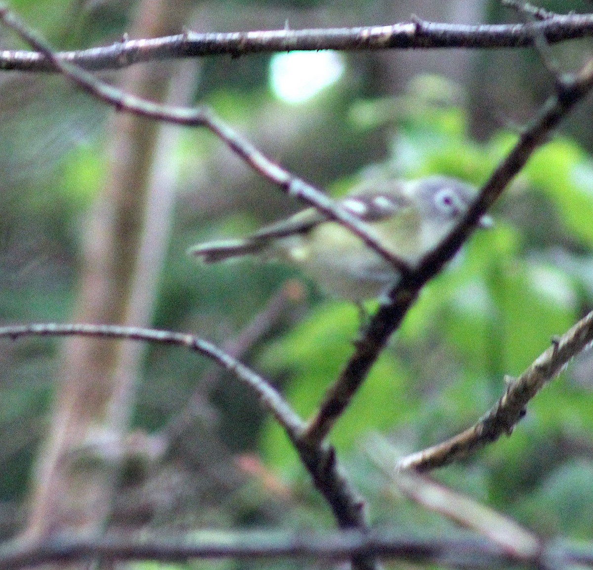 Blue-headed Vireo - ML638646701