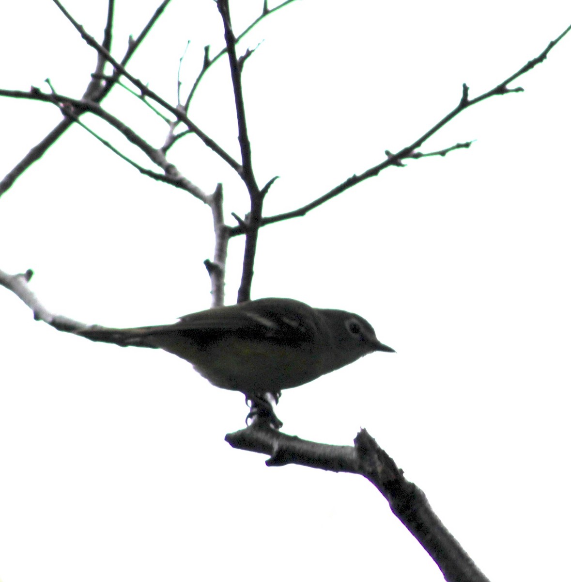 Blue-headed Vireo - ML638646707