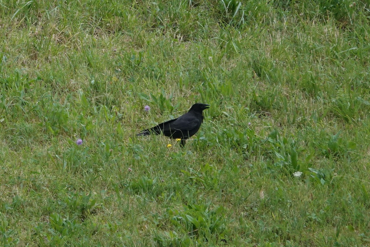 Carrion Crow - ML638646713