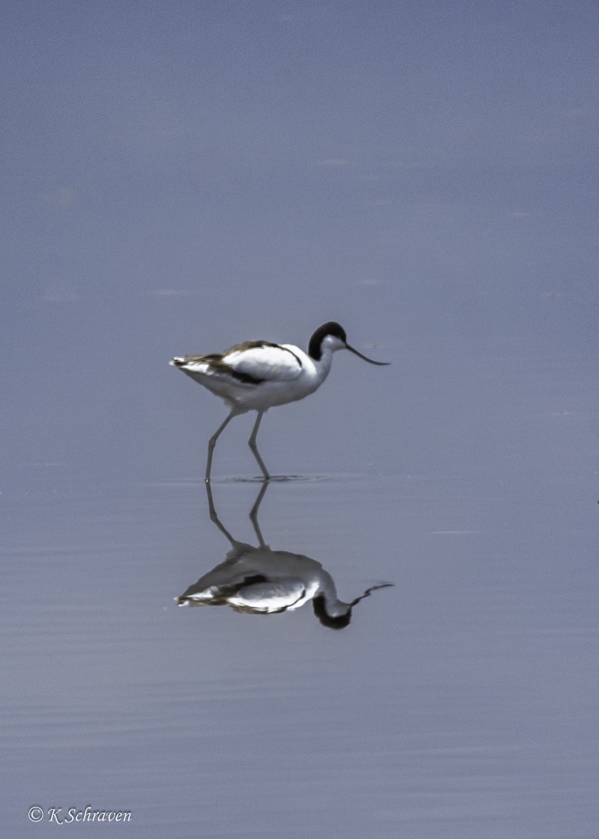 Pied Avocet - ML638646717