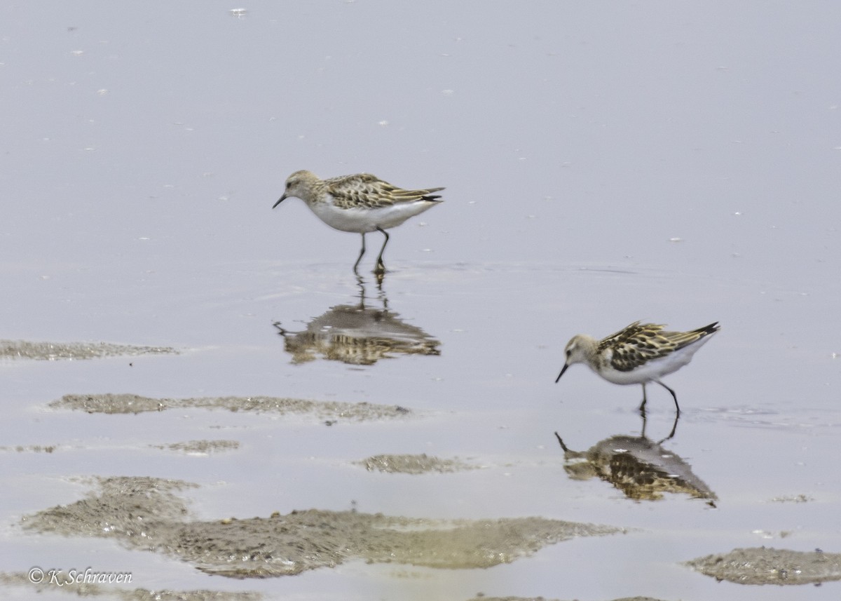 Little Stint - ML638646739