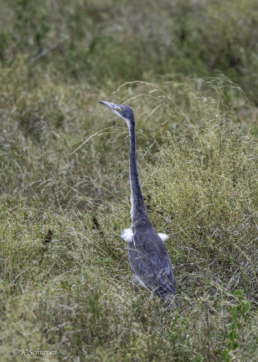Black-headed Heron - ML638646745