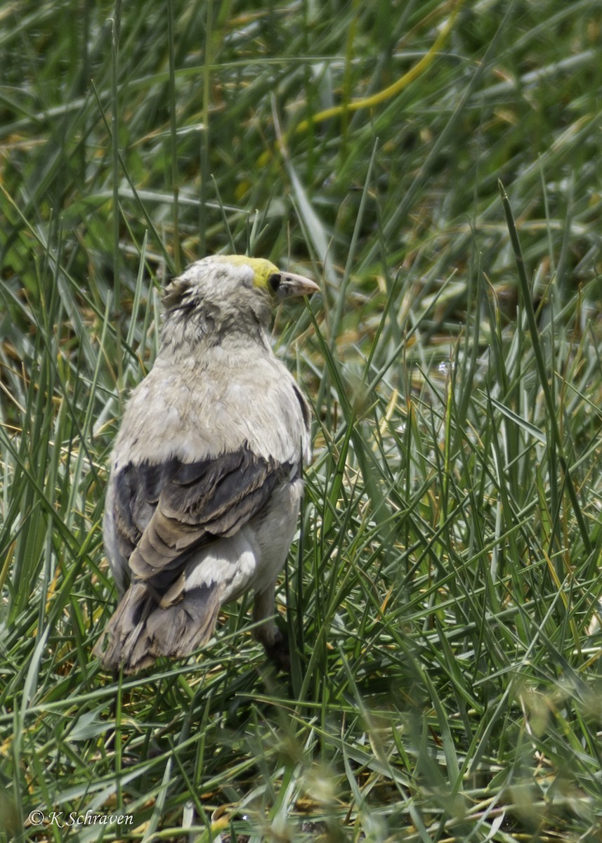 Wattled Starling - ML638646779